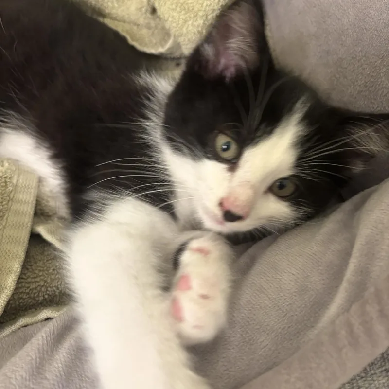 A baby small-sized male Black & White / Tuxedo Domestic Medium Hair cat named Toot for adoption in Rochester Hills, MI