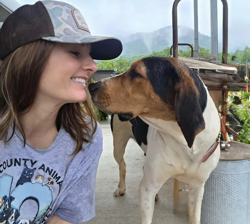 A young medium-sized female Treeing Walker Coonhound dog named Honey for adoption in Maryville, TN