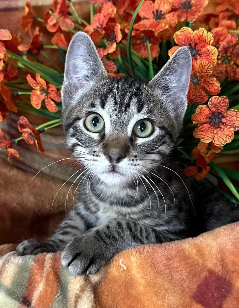 A baby small-sized male Domestic Short Hair cat named Sunny for adoption in Stillwater, OK