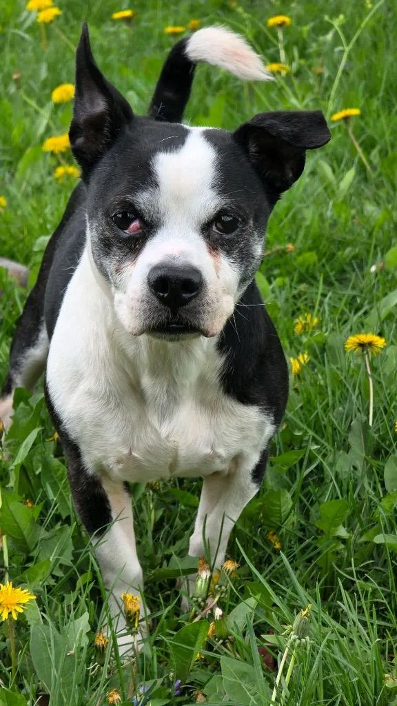 An adult medium-sized male Boston Terrier dog named Atlas for adoption in Huntington, IN