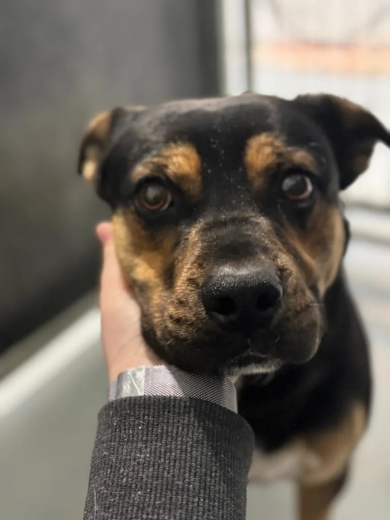 A young medium-sized male Rottweiler dog named Axel for adoption in Carthage, MO