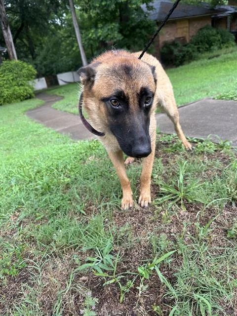 A young medium-sized male Belgian Shepherd / Malinois dog named Beanie for adoption in Dallas, TX
