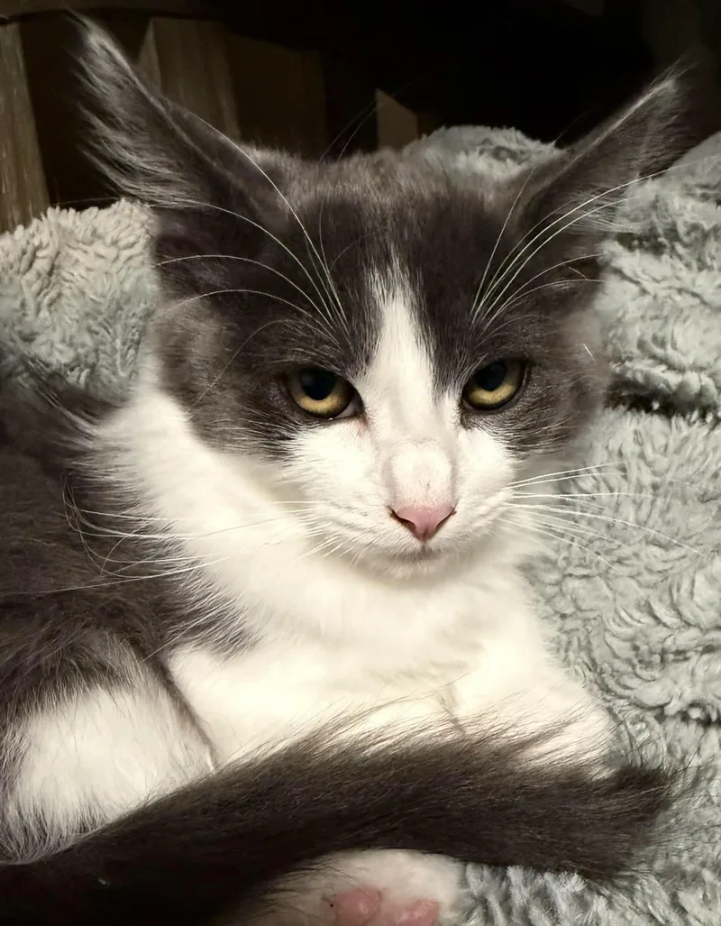 A baby small-sized male Gray & White Domestic Long Hair cat named Denver for adoption in Hollister, CA