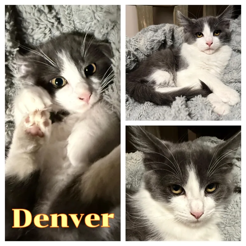 Denver thumbnail 3