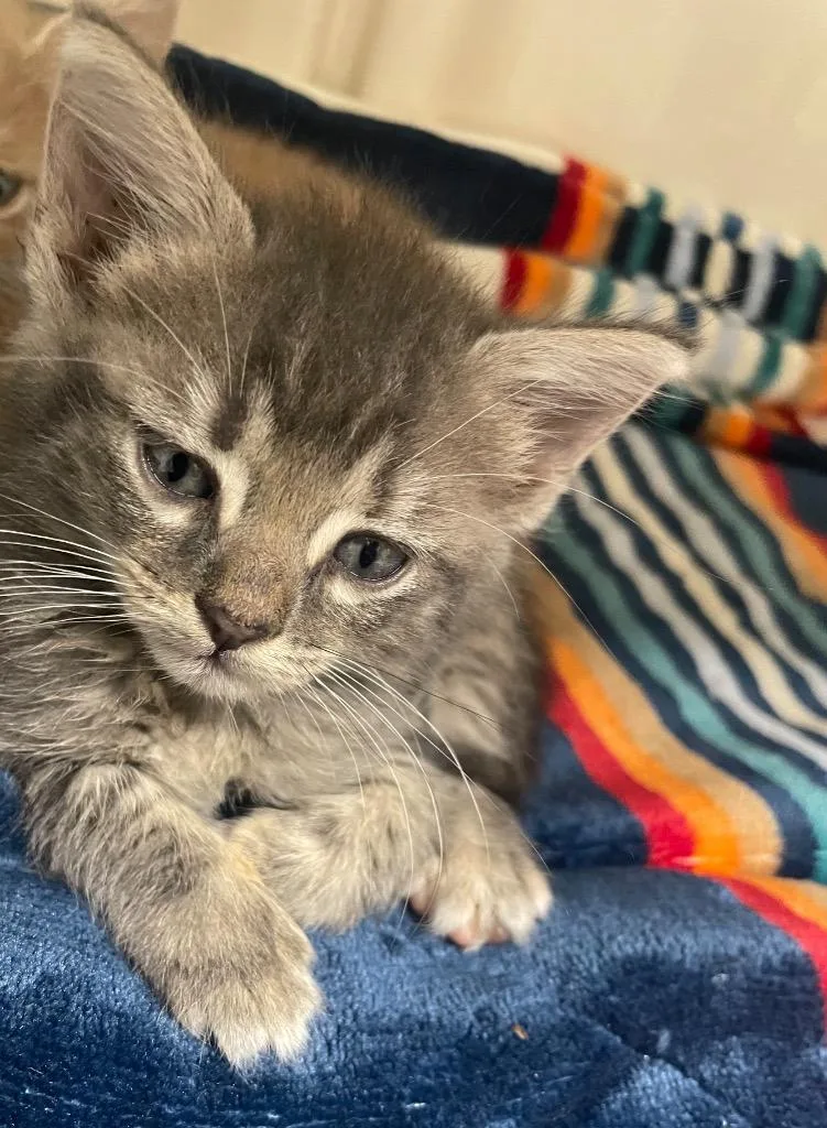 A young small-sized female Domestic Short Hair cat named Emery for adoption in Batesville, AR