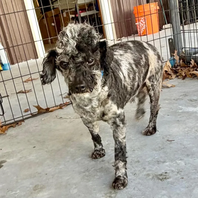 Stitch  Missouri Mr thumbnail 4