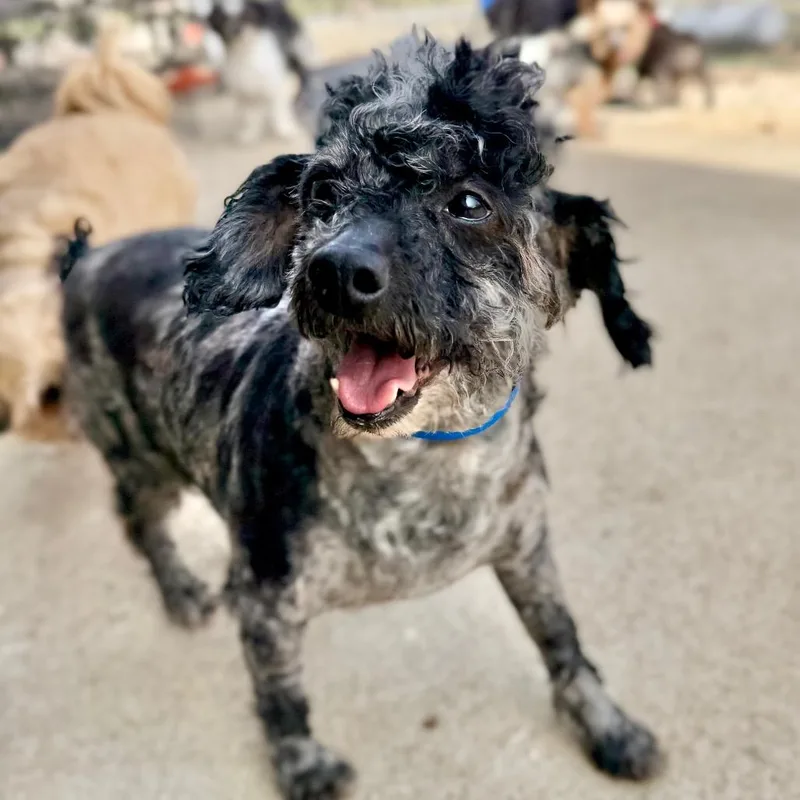 Stitch  Missouri Mr thumbnail 6