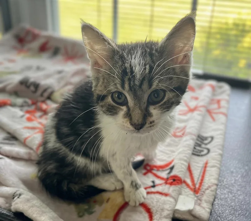 A baby medium-sized female Tabby (Brown / Chocolate) Domestic Short Hair cat named Subaru for adoption in Seville, OH