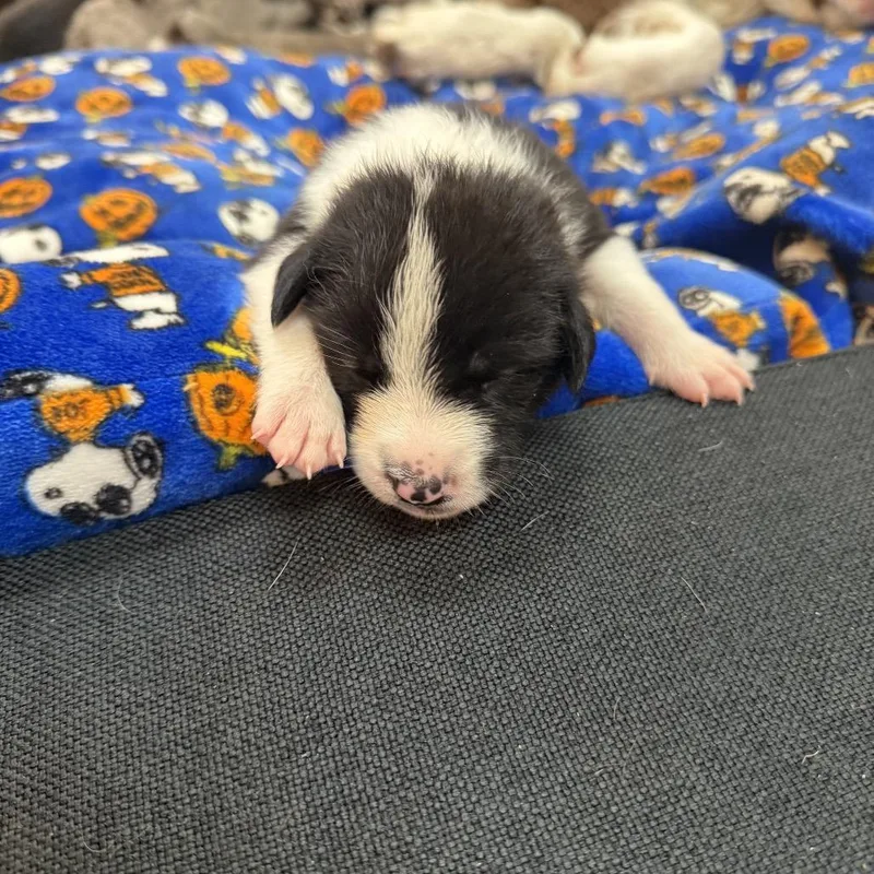 A baby small-sized female Border Collie dog named Baby girl for adoption in San Diego, CA