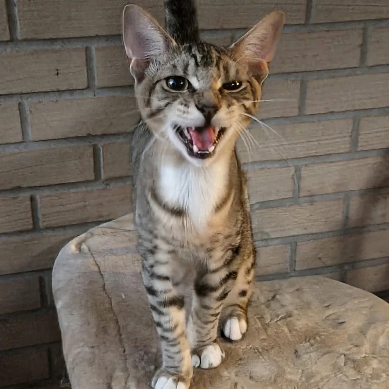 A baby medium-sized male Abyssinian cat named Scooter for adoption in New Port Richey, FL