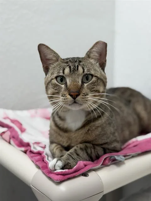 A young medium-sized male Domestic Short Hair cat named Bob for adoption in Sugar Land, TX