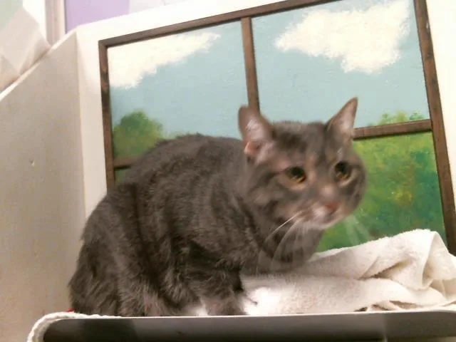An adult medium-sized female Domestic Short Hair cat named Mia for adoption in Houston, TX