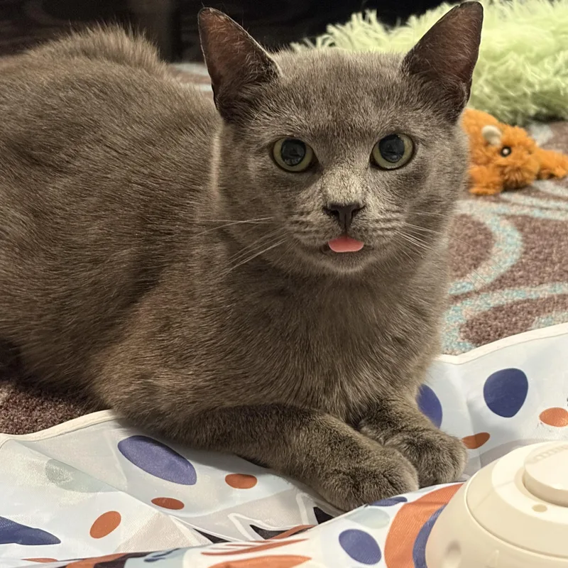 A young medium-sized female Gray / Blue / Silver Domestic Short Hair cat named June for adoption in East Northport, NY