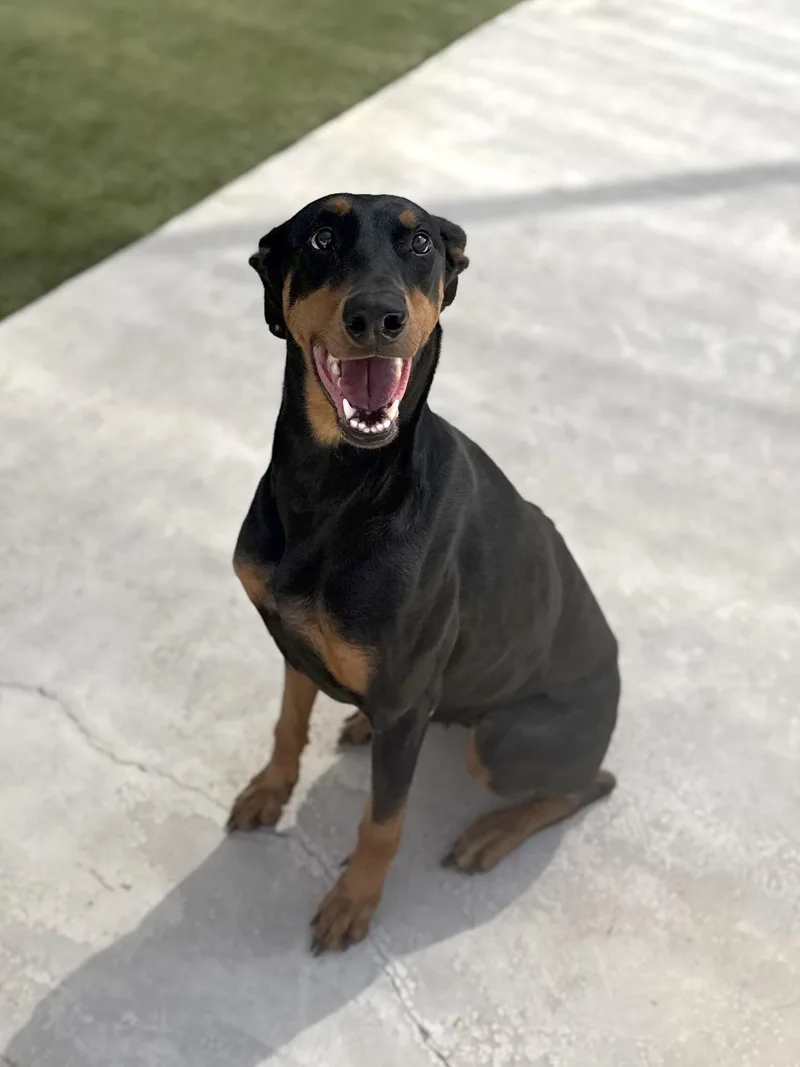 An adult large-sized female Doberman Pinscher dog named Cassie for adoption in Boulder City, NV