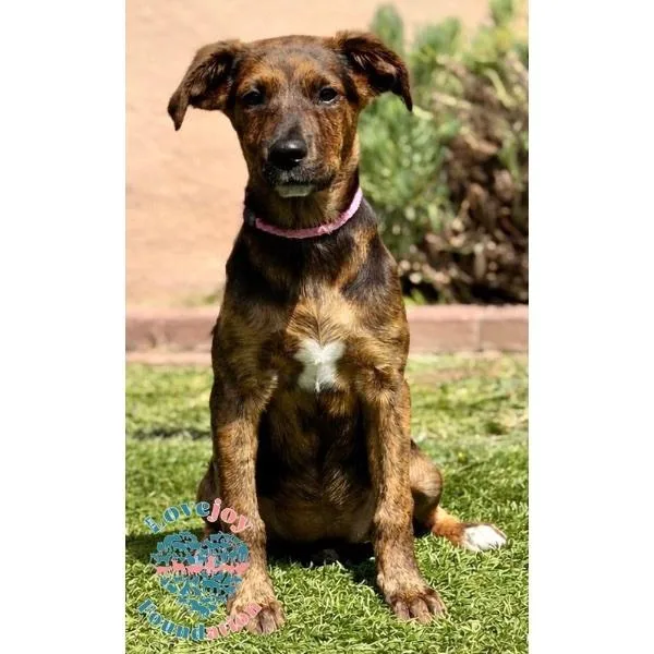 A baby medium-sized female Brindle Hound dog named Molly for adoption in Inglewood, CA