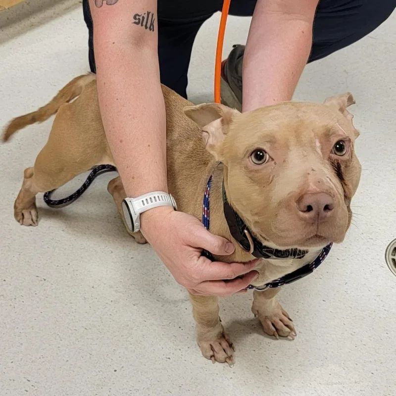 A young medium-sized female White / Cream Pit Bull Terrier dog named Easy Peasy for adoption in Baltimore, MD