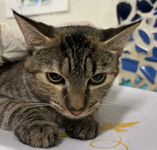 A young medium-sized female Domestic Short Hair cat named April for adoption in Pensacola, FL