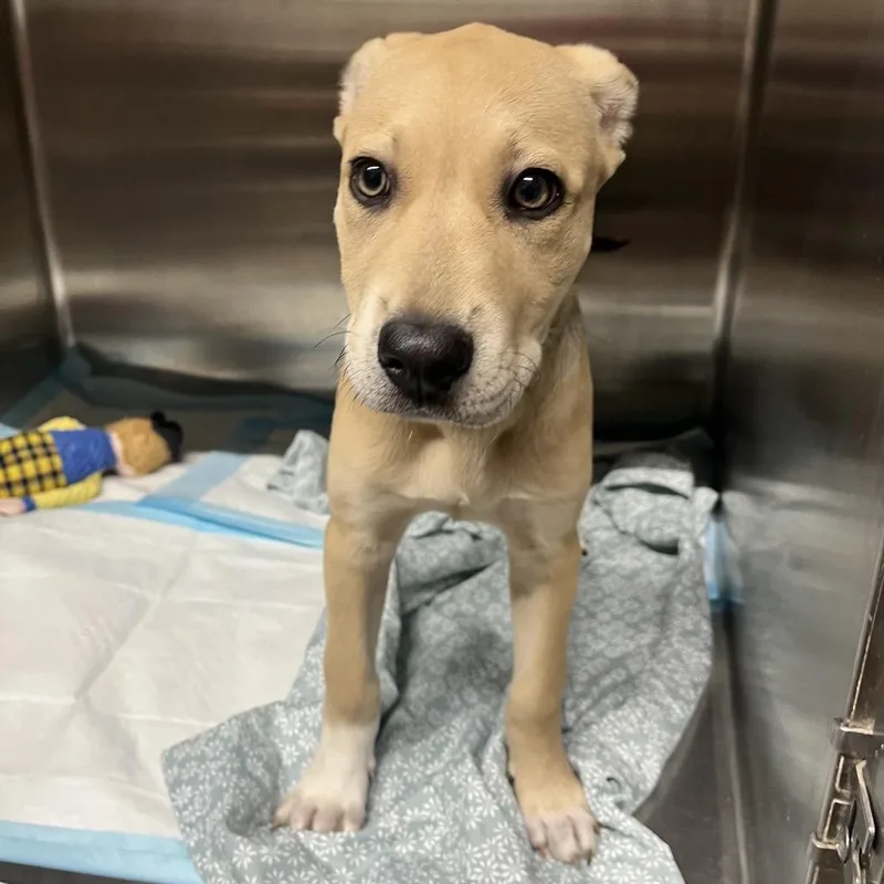 A baby small-sized female White / Cream Mixed Breed dog named Hera for adoption in Pauls Valley, OK