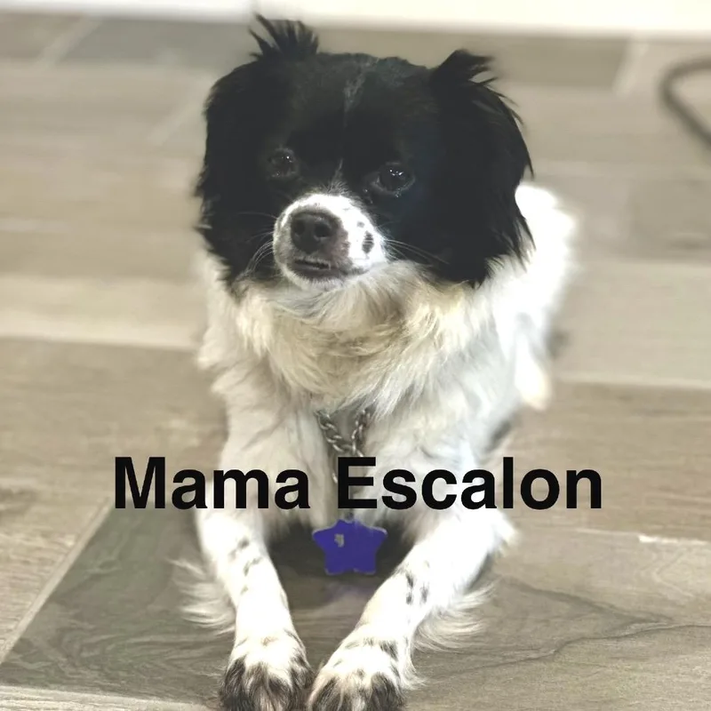 A baby small-sized male Black Mixed Breed dog named Beau for adoption in San Francisco, CA