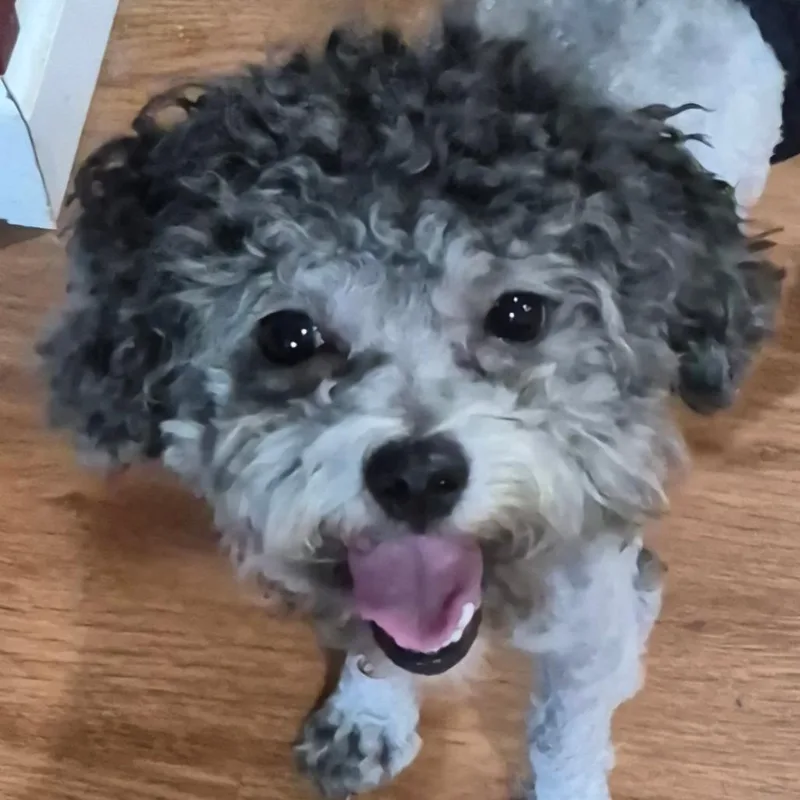 An adult small-sized male Gray / Blue / Silver Miniature Poodle dog named Sunkist for adoption in St. Peters, MO