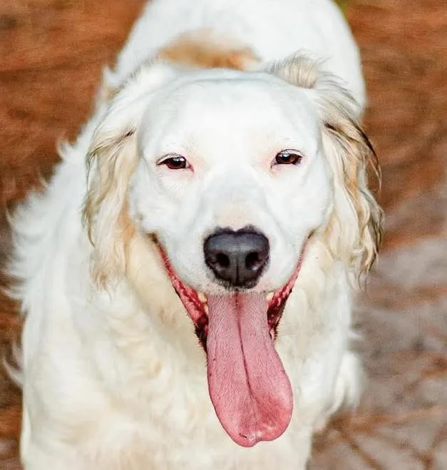 An adult large-sized female White / Cream Golden Retriever dog named Snow for adoption in Tomball, TX