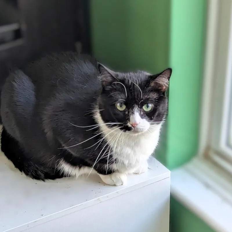 An adult small-sized female Domestic Short Hair cat named Mama Maia for adoption in Fairfax, VA