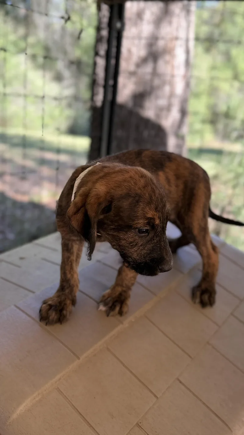 A baby medium-sized male Poodle dog named Jeff for adoption in Fosters, AL
