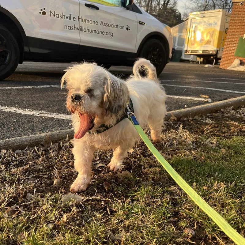 Starlight thumbnail 2