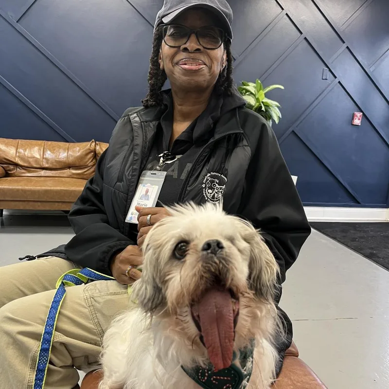 Starlight thumbnail 3