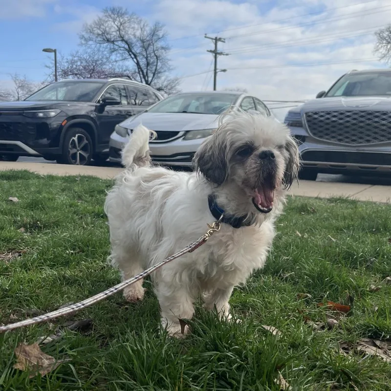 Starlight thumbnail 4