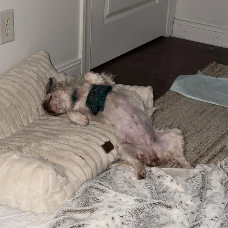 Starlight thumbnail 6