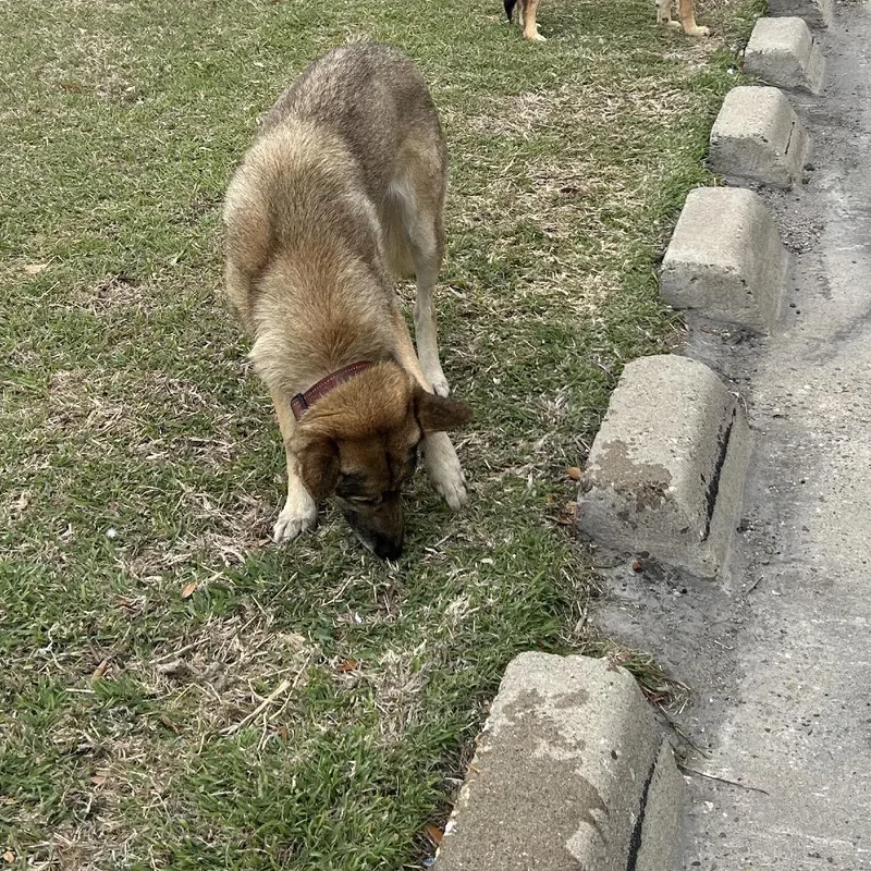 An adult large-sized female Brown / Chocolate German Shepherd Dog dog named Mavie for adoption in Portland, TX