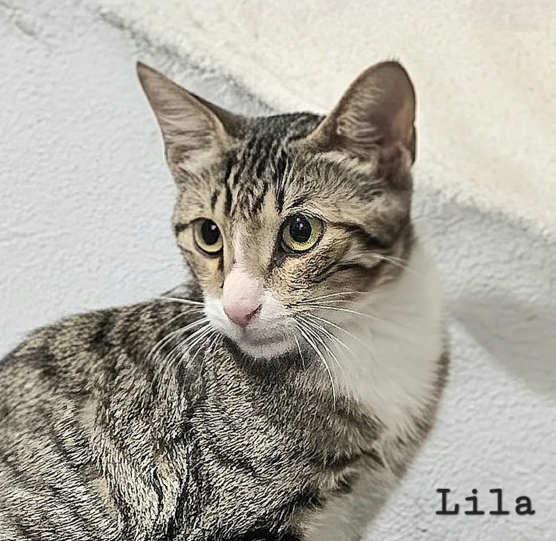 Lila thumbnail 3