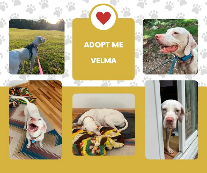 An adult medium-sized female White / Cream English Pointer dog named Velma for adoption in Bridgeton, NJ