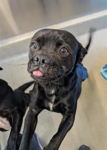 A young small-sized male Pug dog named Alberto for adoption in San Martin, CA