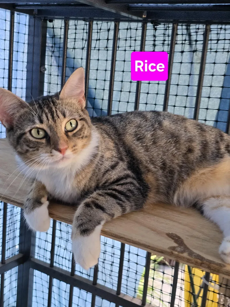 A young medium-sized female Domestic Short Hair cat named Rice yr for adoption in Sterling, MA