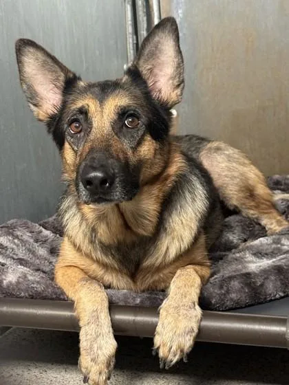 An adult large-sized female German Shepherd Dog dog named Athena for adoption in Roseville, CA