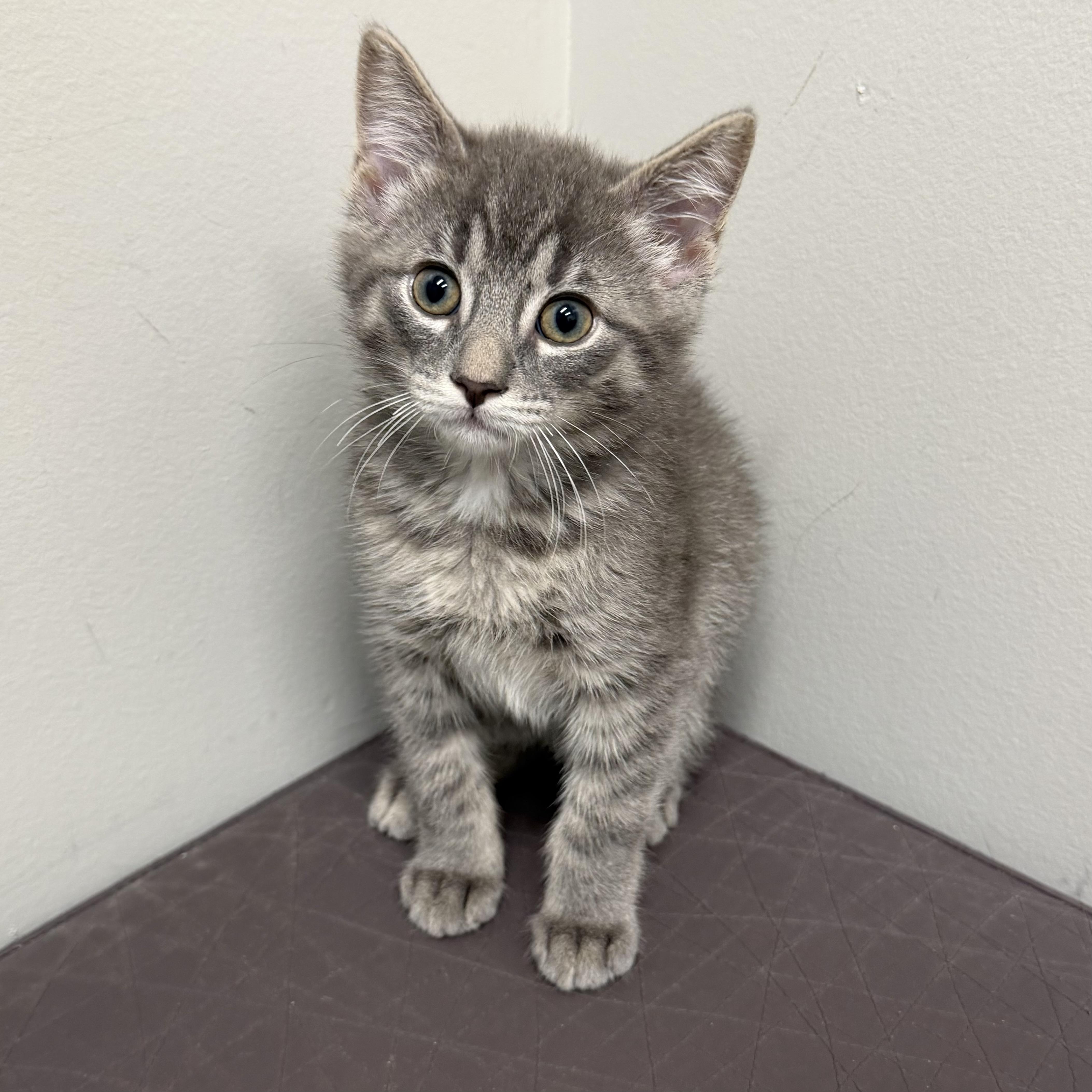 A baby medium-sized male Tabby (Gray / Blue / Silver) Domestic Short Hair cat named Jerry for adoption in Libertyville, IL