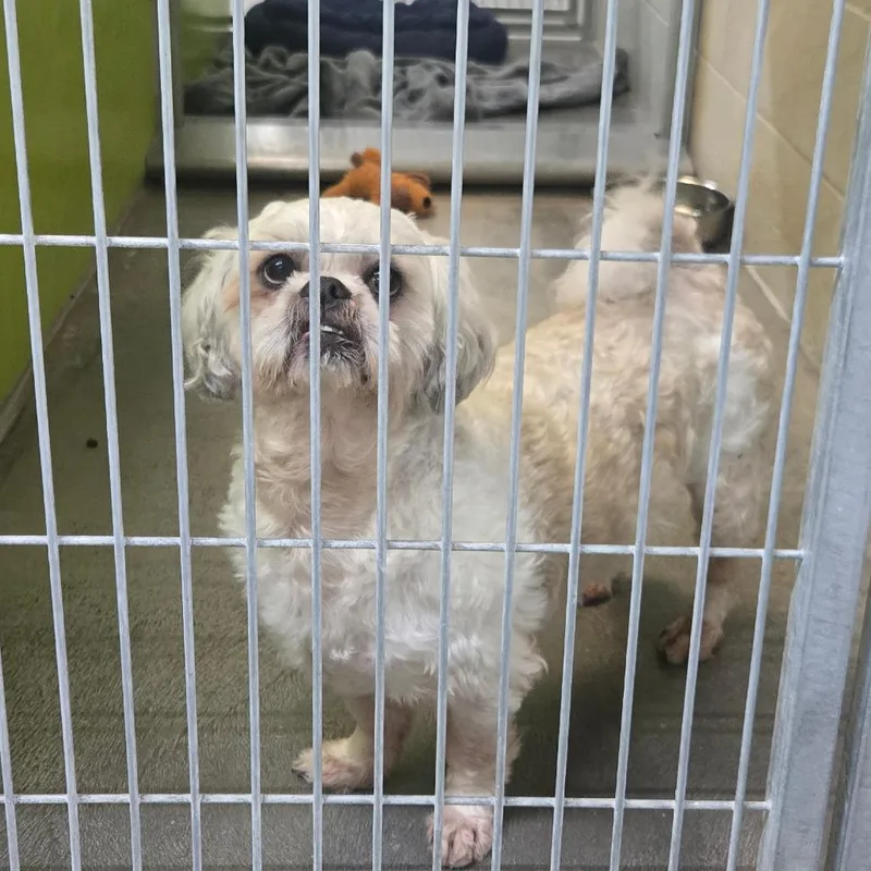 A senior small-sized male White / Cream Shih Tzu dog named Monty for adoption in San Jacinto, CA