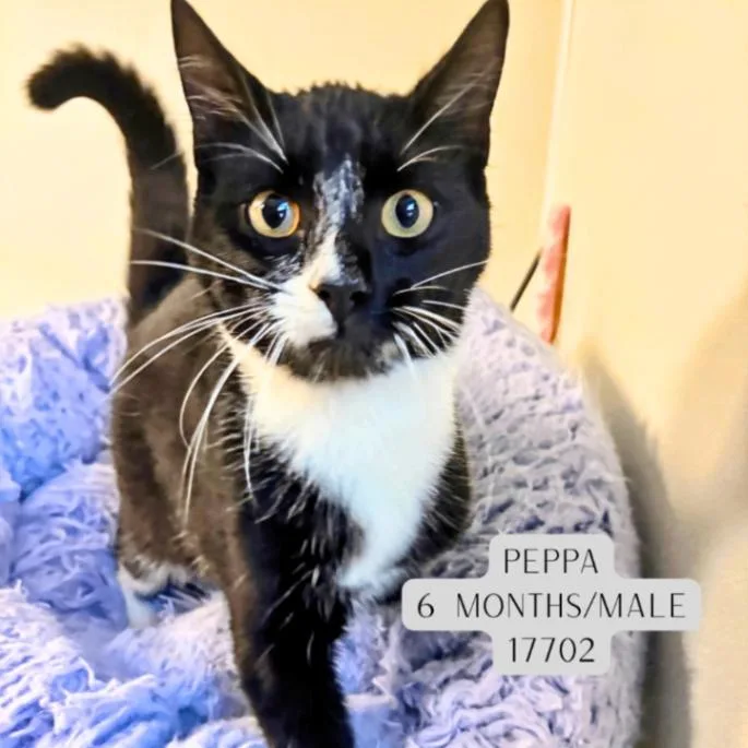 An adult medium-sized male Black & White / Tuxedo Domestic Short Hair cat named Peppa for adoption in Supply, NC