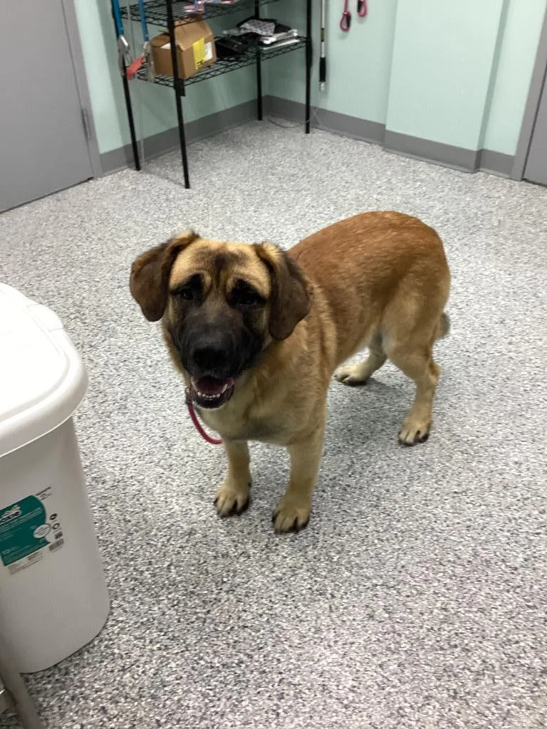 A young large-sized male German Shepherd Dog dog named Chip for adoption in Athens, TN
