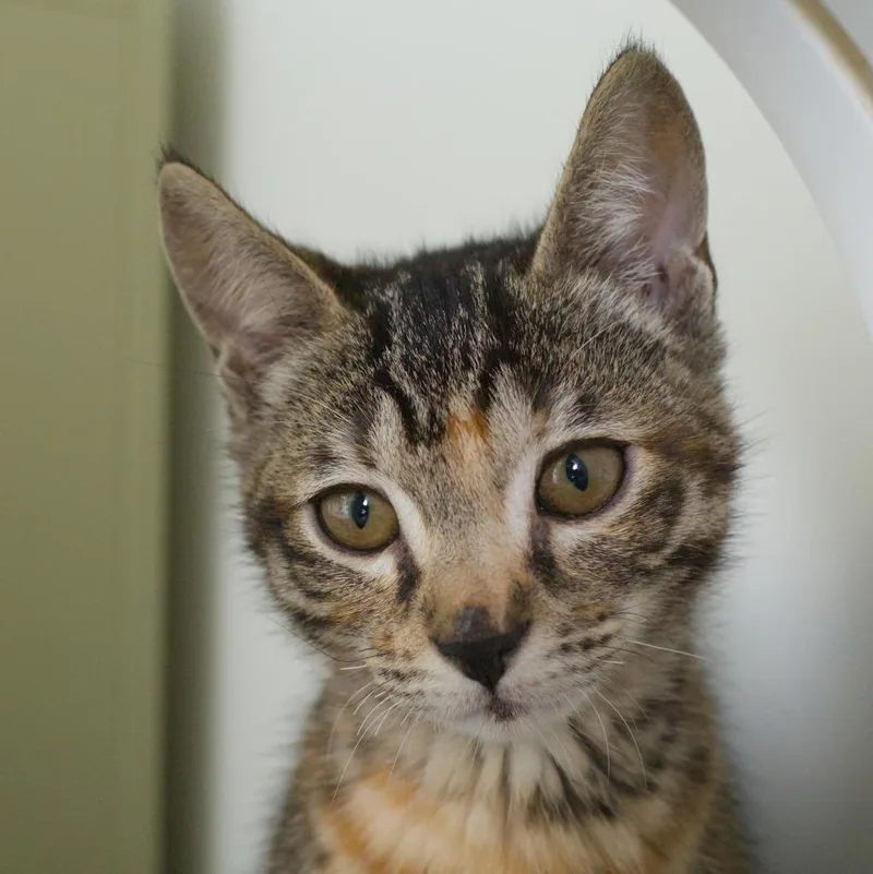 A baby medium-sized female Domestic Short Hair cat named Missy for adoption in Shoreline, WA