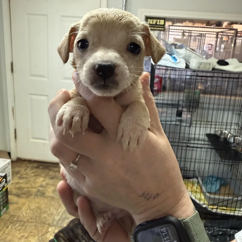 A baby medium-sized female Mixed Breed dog named Toasted Coconut for adoption in Columbia, SC