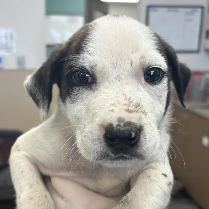 A baby small-sized male White / Cream Retriever dog named Tommy Pickles for adoption in Cleveland, MS