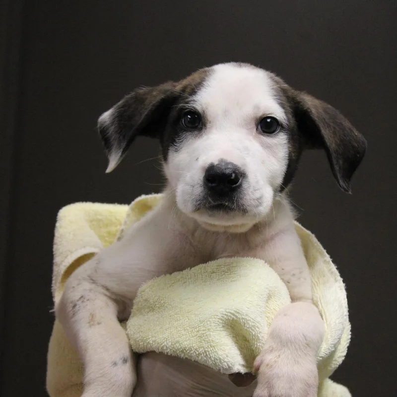 Tommy Pickles thumbnail 2