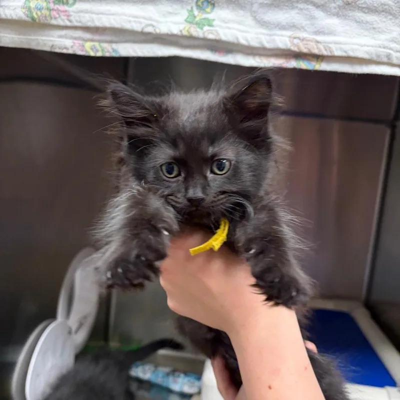 A baby small-sized female Black Domestic Short Hair cat named Bacon for adoption in Mentor, OH