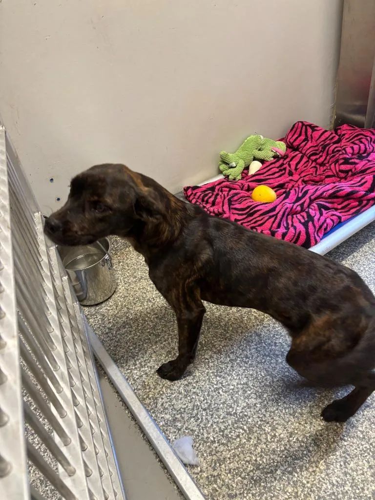 A baby medium-sized female Mixed Breed dog named Expo for adoption in Mustang, OK