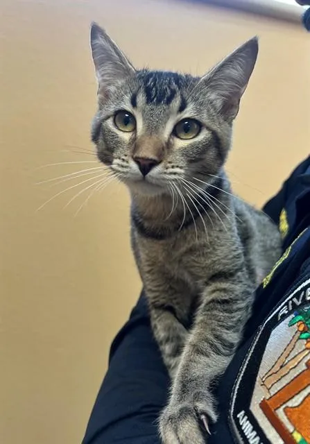 A young medium-sized male Domestic Short Hair cat named Gabbana for adoption in Blythe, CA