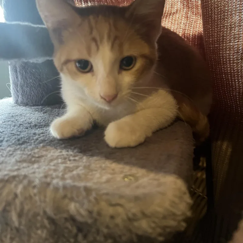 A young medium-sized male Orange & White Domestic Short Hair cat named Cash for adoption in Louisville, KY