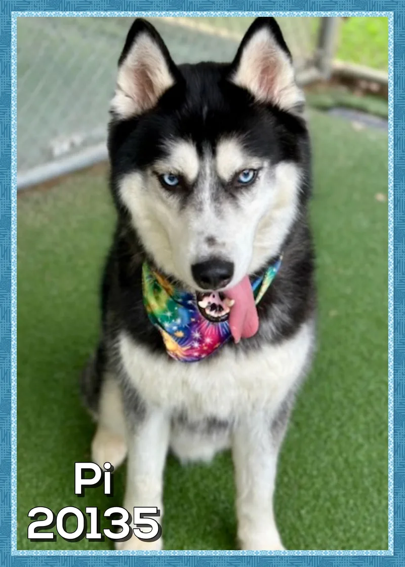 Pi thumbnail 3